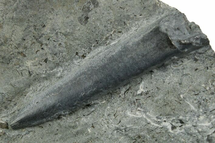 Fossil Belemnite (Acrocoelites) Rostrum - Germany #354205